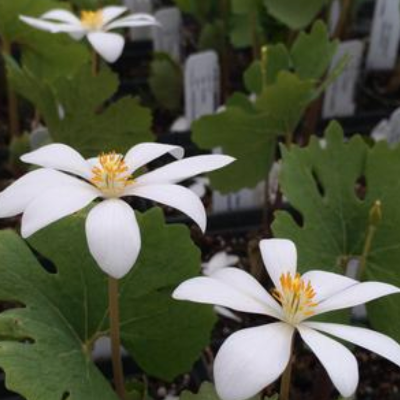 flowers botanical perennial toronto leslieville cabbagetown riverdale beaches perennials garden gardening east end delivery online local colour nursery plants flowering Jarvie Flora  sanguinaria canadensis (bloodroot) native white 