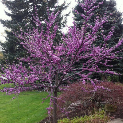 cercis canadensis (redbud) native pink red flowers botanical perennial toronto leslieville cabbagetown riverdale beaches perennials garden gardening east end delivery online local colour nursery plants flowering Jarvie Flora  