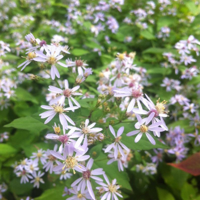 aster cordifolius (heart-leaved aster) native flowers botanical perennial toronto leslieville cabbagetown riverdale beaches perennials garden gardening east end delivery online local colour toronto nursery
