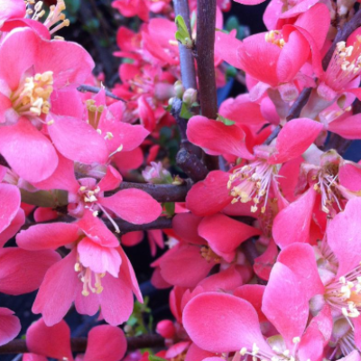 chaenomeles x superba 'texas scarlet' (japanese quince) red pink
