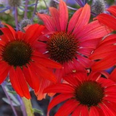 flowers botanical perennial toronto leslieville cabbagetown riverdale beaches perennials garden gardening east end delivery online local colour nursery plants flowering Jarvie Flora  echinacea x 'tomato soup' (red coneflower) 