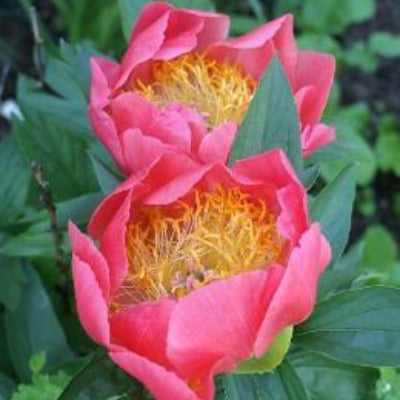 paeonia 'flame' (peony) red flowers botanical perennial toronto leslieville cabbagetown riverdale beaches perennials garden gardening east end delivery online local colour nursery plants flowering Jarvie Flora 