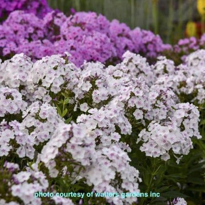 flowers botanical perennial toronto leslieville cabbagetown riverdale beaches perennials garden gardening east end delivery online local colour nursery plants flowering Jarvie Flora  phlox paniculata 'party girl' (phlox) white pink 