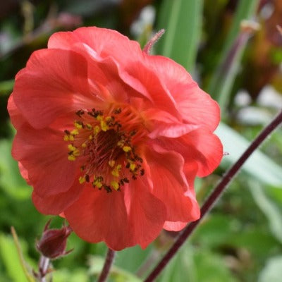 flowers botanical perennial toronto leslieville cabbagetown riverdale beaches perennials garden gardening east end delivery online local colour nursery plants flowering Jarvie Flora  geum rivale 'flames of passion' (grecian rose) pink coral red 