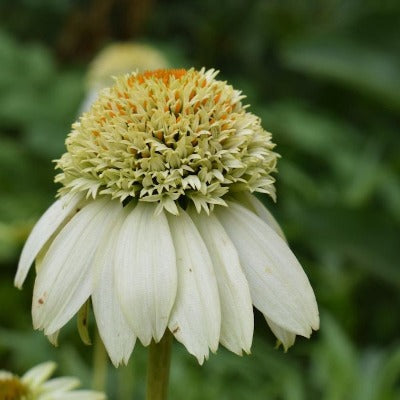 echinacea milkshake seeds echinacea purpurea 'milkshake' (coneflower) – jarvie flora