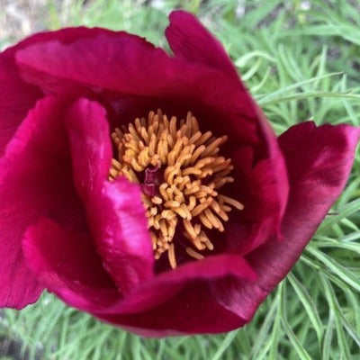flowers botanical perennial toronto leslieville cabbagetown riverdale beaches perennials garden gardening east end delivery online local colour nursery plants flowering Jarvie Flora  paeonia tenuifolia (fernleaf peony) pink red 